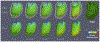 Fig. 4.
