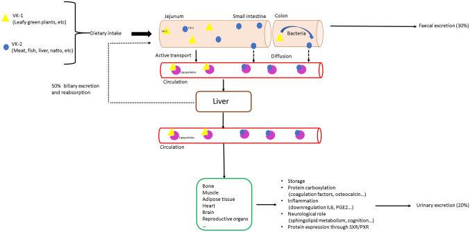 Fig. 2