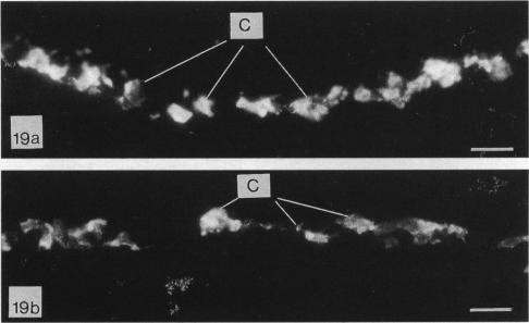 Fig. 19