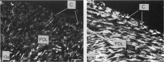 Fig. 13