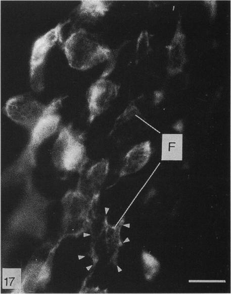 Fig. 17