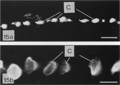 Fig. 15