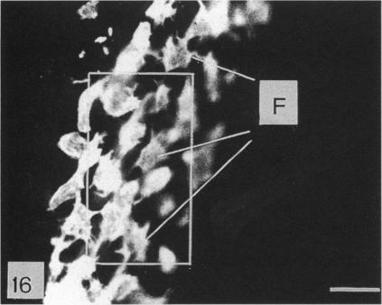 Fig. 16