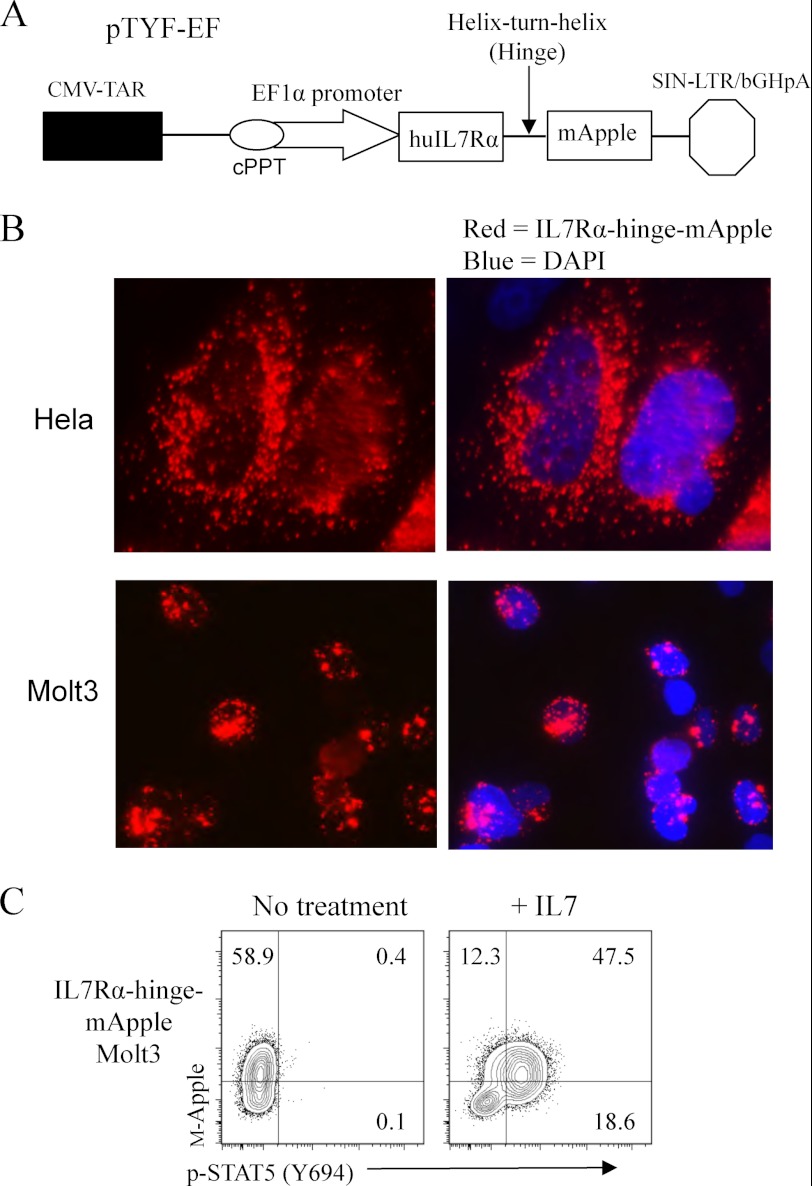 FIGURE 6.