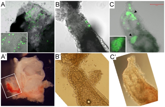 Figure 7