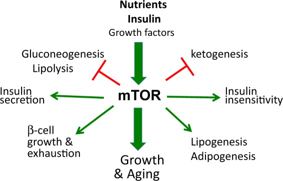 Fasting and rapamycin: diabetes versus benevolent glucose intolerance - PMC