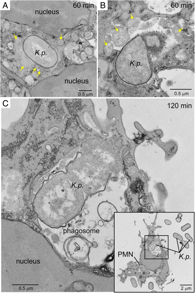 Figure 5.