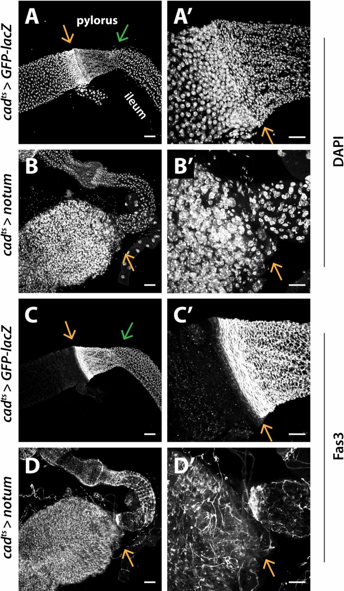 Fig 5