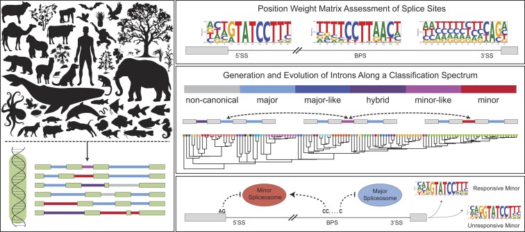 Graphical Abstract