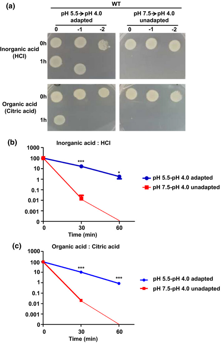 FIGURE 1