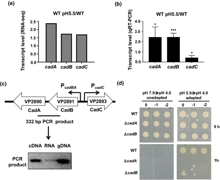 FIGURE 3