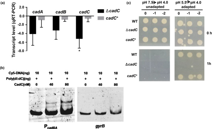 FIGURE 4