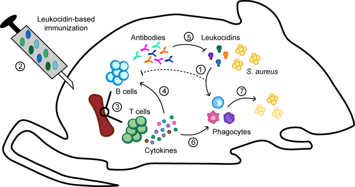 Figure 6.