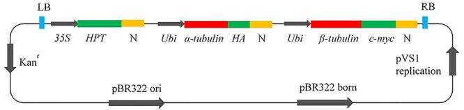 FIGURE 1