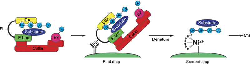 Figure 1 |