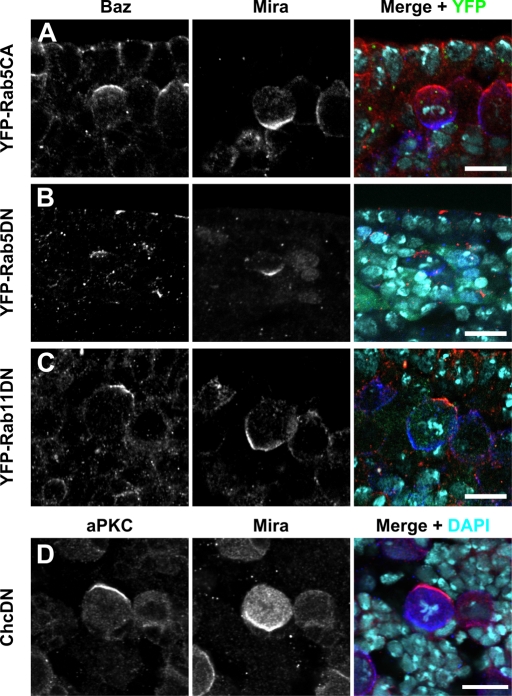 FIGURE 4: