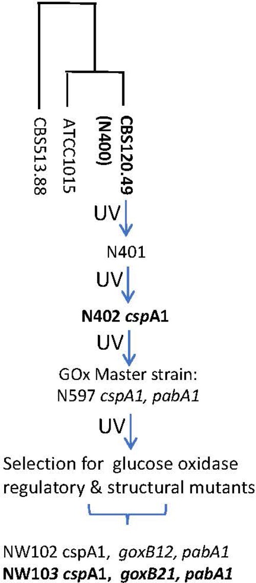 FIGURE 1