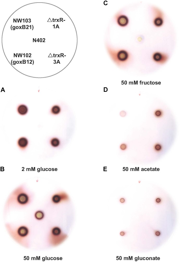 FIGURE 4