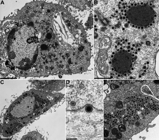 FIG. 8.