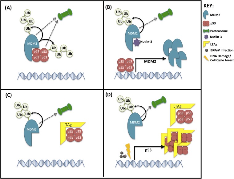 FIG 10