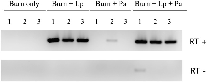 Fig 5