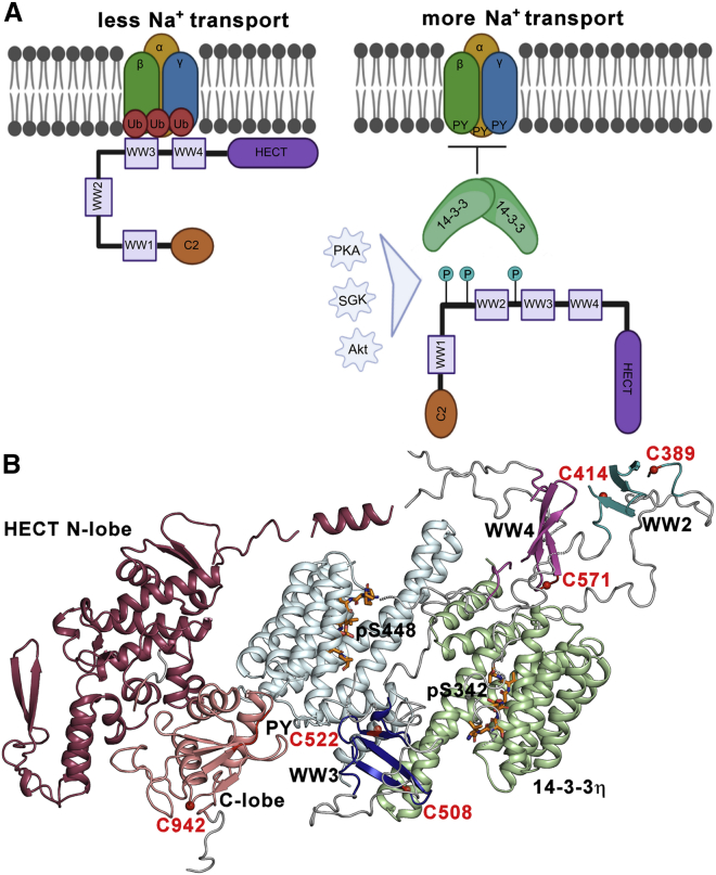 Figure 7