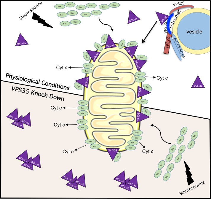 FIGURE 5: