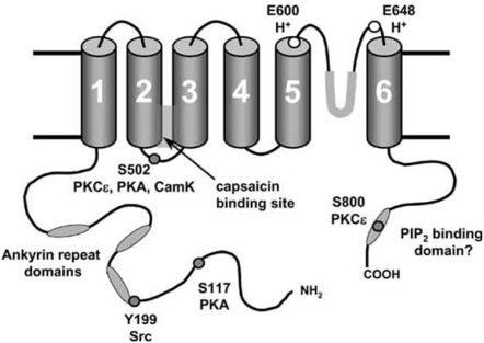 Fig. (1)