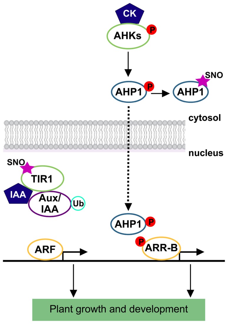 FIGURE 2