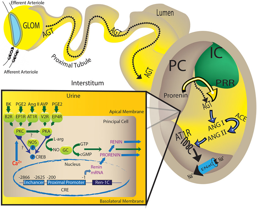 Proposed mechanisms involved in the regulation of prorenin/renin synthesis and secretion by the collecting duct.