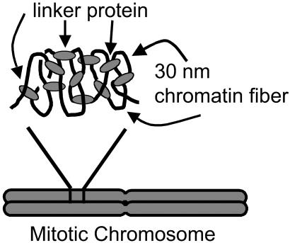 Fig 4.