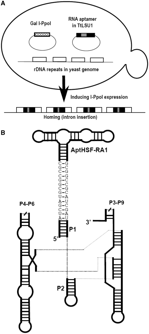 Figure 1.