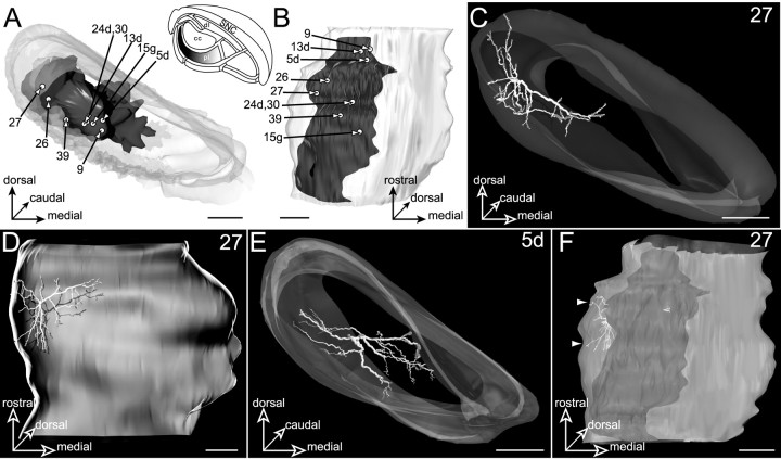 Fig. 10.