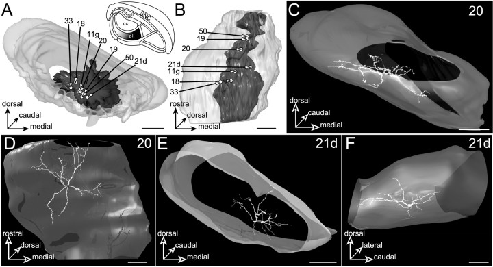 Fig. 11.