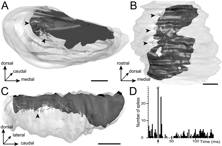 Fig. 8.