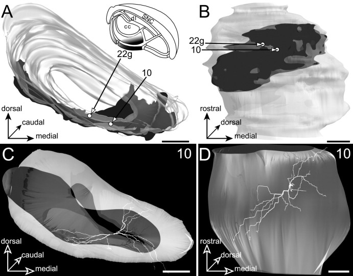 Fig. 12.