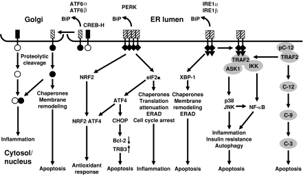 Fig. 4