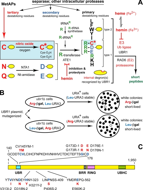 FIGURE 1.