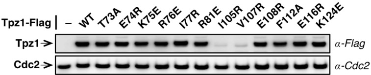 Figure 1—figure supplement 2.