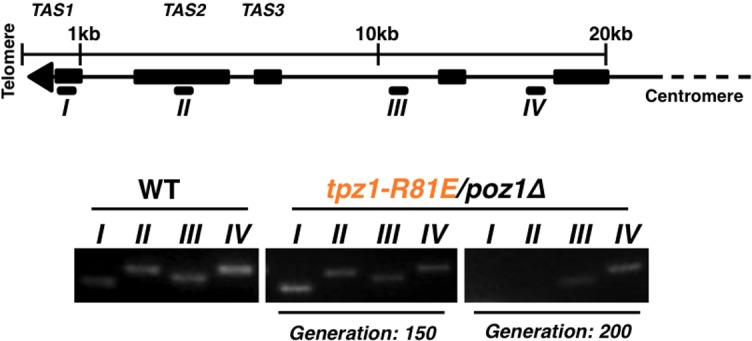 Figure 1—figure supplement 3.