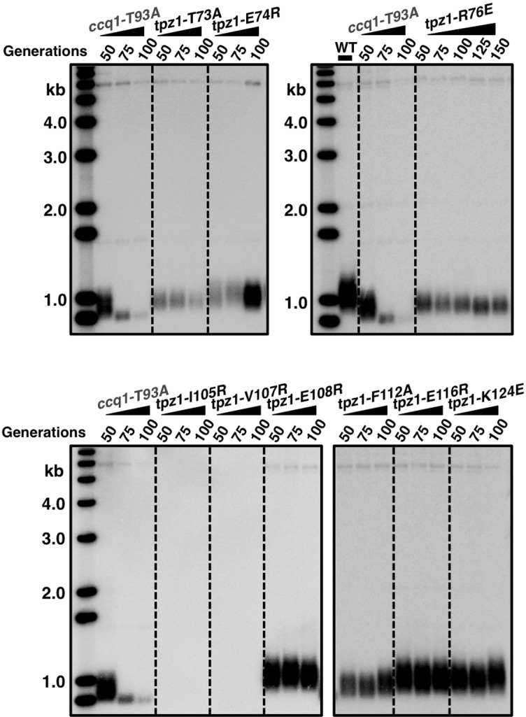 Figure 1—figure supplement 1.