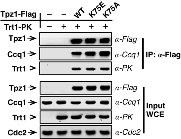 Figure 2—figure supplement 1.