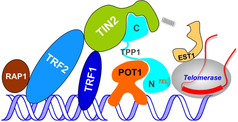 Figure 7—figure supplement 1.