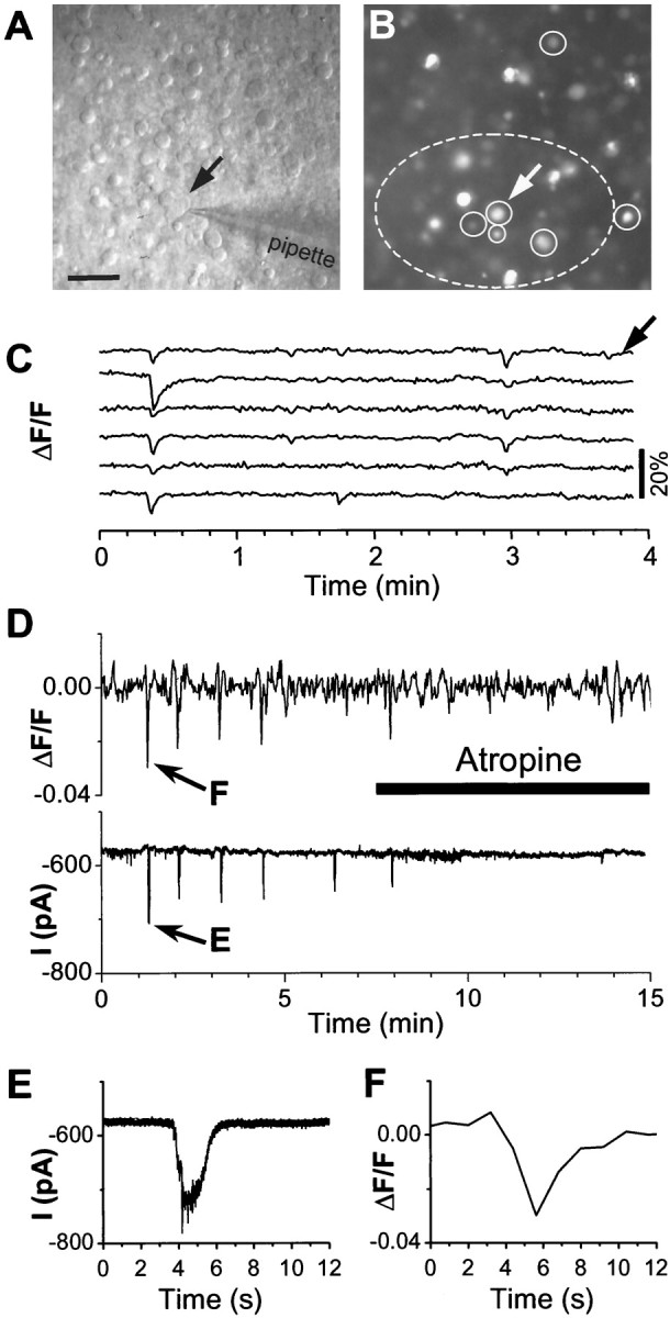 Fig. 7.