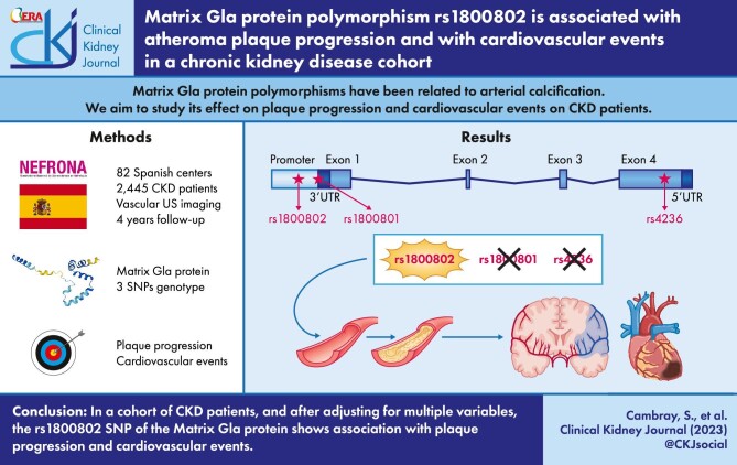 Graphical Abstract