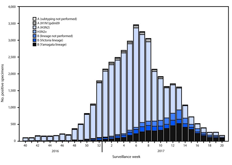 The figure above is a bar chart showing the number of respiratory specimens testing positive for influenza reported by public health laboratories in the United States during October 2, 2016–May 20, 2017, by influenza virus type, subtype/lineage, and surveillance week.