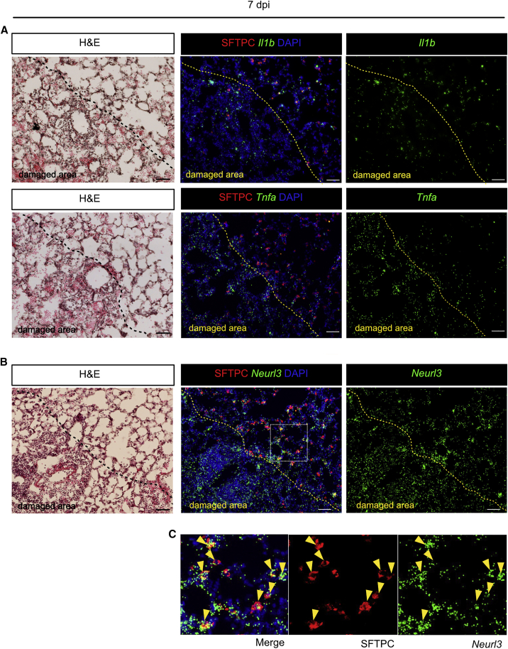 Figure 2