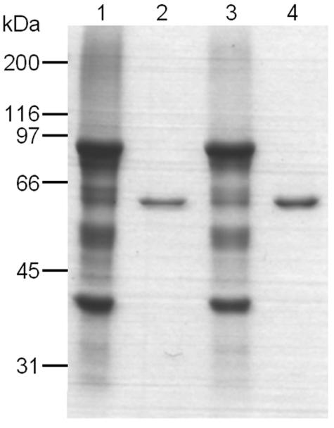 FIG. 8.