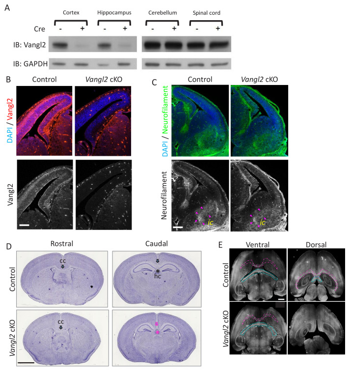 Figure 1—figure supplement 1.