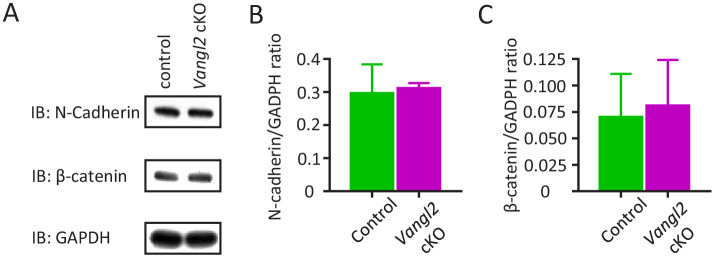 Figure 5—figure supplement 1.